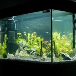 Remplacer la vitre d’un aquarium : comment faire ?