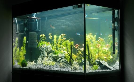 vitre d’un aquarium