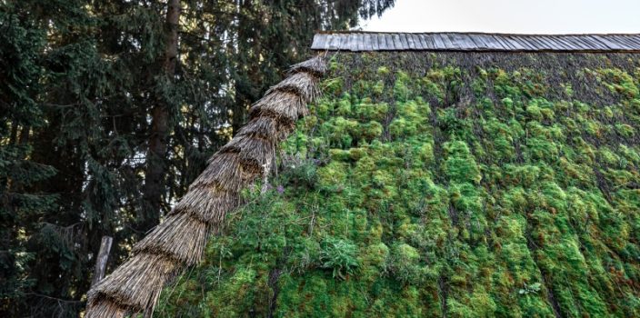 Toitures végétalisées en milieu urbain : comment la nature conquiert les toits ?