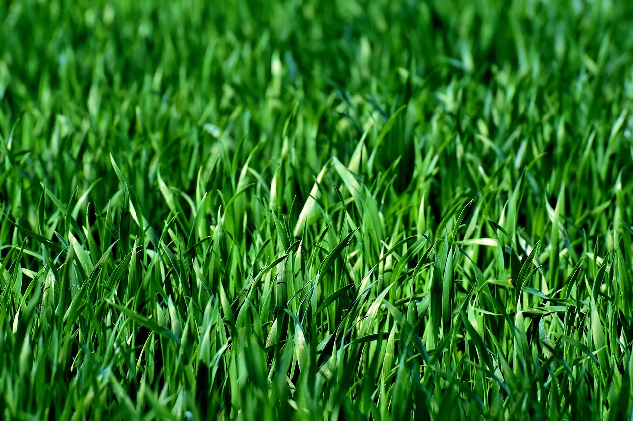 découvrez notre herbicide pour pelouse efficace, conçu pour éliminer les mauvaises herbes tout en protégeant votre gazon et en favorisant une croissance saine.